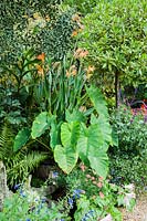 Heart shaped leaves of Colocasia esculenta planted in a half barrel with water Canna 'Taney', surrounded by bright annuals, a standard bay and Colletia paradoxa.