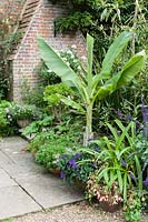 Pots clustering around banana Ensete glauca contain heliotrope, verbena, begonia, Salvia 'Mystic Spires' and aeoniums.