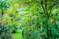 Large leaved bananas form a woodland like effect, underplanted with Canna indica, bidens, dahlias, salvias and parrot's beaks.