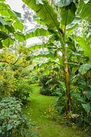 Large leaved bananas form a woodland like effect, underplanted with Canna indica, bidens, dahlias, salvias and parrot's beaks.