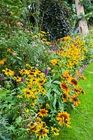 Annual rudbeckias in border with pink lantanas.