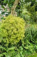 Hanging basket suspended from a tree full of Rhipsalis pulchra.