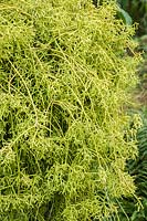 Hanging basket suspended from a tree full of Rhipsalis pulchra.