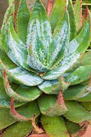 Aloe ferox.