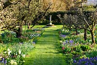 Kitchen garden with central avenue of old espaliered apple trees underplanted with an array of colourful spring bulbs at Hergest Croft Gardens, Kington, Herefordshire