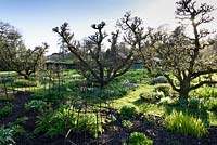 Kitchen garden with old, gnarled apple trees and masses of spring bulbs including muscari, daffodils and tulips at Hergest Croft Gardens, Kington, Herefordshire