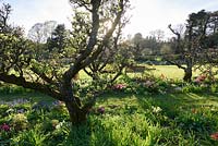 Kitchen garden with old, gnarled apple trees and masses of spring bulbs including muscari, daffodils and tulips at Hergest Croft Gardens, Kington, Herefordshire