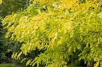 Gleditsia japonica var. koraiensis