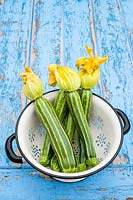 Courgette  'Romanesco', freshly cut fruit in colander.