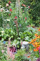 Potager garden with freshly pulled beetroot, 'Kestrel' F1, Sweet pea wigwam, 'Sweet chariot', Astilbes and Heleniums.