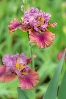 Iris 'Nelly Tardivier'.  Tall Bearded. Cayeux 2013. May