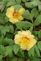 Paeonia 'Roman Gold' - tree peony - May