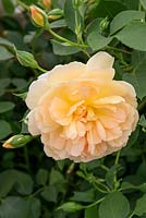 Rosa 'Dame Judi Dench' - English Musk Hybrid - David Austin Roses - New for 2017