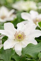 Clematis 'Kitty' - New for 2017 from Raymond Evison Clematis  - May