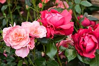 Rosa 'Margaret Greville' and Rosa 'Papworth's Pride', New for 2017, Peter Beales