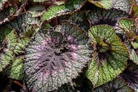 Begonia 'Rocheart' - AGM, RHS Malvern Spring Festival 2017 - Dibleys