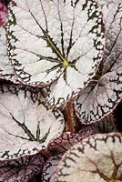 Begonia 'Silver Lace' - RHS Malvern Spring Festival 2017 - Dibleys