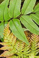 Cyrtomium macrophyllum var. tukusicola and Dryopteris erythrosora - RHS Malvern Spring Festival 2017