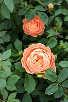 Rosa 'Lady Emma Hamilton'. English Rose - David Austin Roses