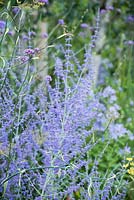 Perovskia 'Blue Spire' - Viking Cruises World of Discovery Garden, RHS Hampton Court Palace Flower Show 2017