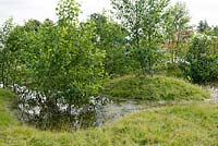 Alnus glutinosa - Alder surrounded by floodwater - Streetscape's Holding Back the Flood, RHS Hampton Court Palace Flower Show 2017