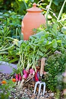 Harvested Raphanus sativus 'French Breakfast' - Radish