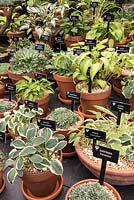 A display of miniature hostas and silver leaved Saxifragas by Hogarth Hostas and Waterperry Gardens.