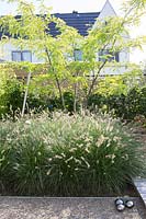 Small city garden. Border with pennisetum, Gleditsia