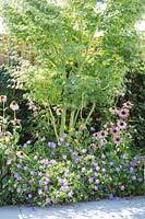 Small city garden. Border with Acer, Geranium Rozanne, Echinacea