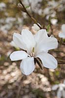 Magnolia kobus var. borealis - April, Jodrell Bank Arboretum, Cheshire