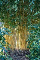 Phyllostachys vivax 'Aureocaulis'