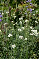 Scabiosa columbaria subsp. ochroleuca