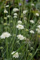 Scabiosa columbaria subsp. ochroleuca