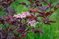 Sambucus nigra f. porphyrophylla 'Thundercloud'