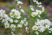 Aster Ericoides