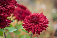 Chrysanthemum 'Ruby Mound'