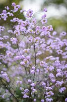 Thalictrum 'Splendide'