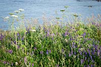 Hogweed and Tufted vetch growing on cliffs above the sea