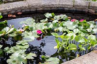 Hampton Court Flower Show, 2017. The Pazo's Secret Garden, des. Rose McMonigall. Lush lily pads in small pond