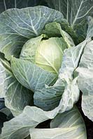 Cabbage 'Samarsh'