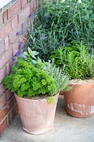 Hampton Court Flower Show, 2017. Herbs in containers.