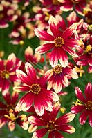 Coreopsis 'Bengal Tiger'