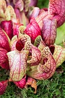 Sarracenia x courtii