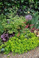 Gillenia trifoliata - Bowman's Root with Sedum and Heuchera in late spring border