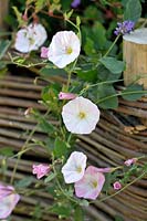 Convolvulus arvensis - Field Bindweed