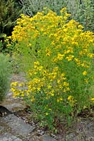 Hypericum perforatum - Perforate St. John's Wort