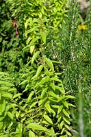 Aloysia triphylla - Lemon Verbena