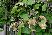 Actinidia 'Hayward' foliage damaged by frost in late spring