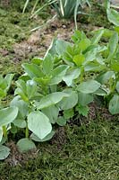 Vicia faba - Broad Bean 'Aguadulce' with grass clippings as a mulch