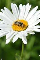 Apis mellifera - Honeybee gathering pollen from Ox-eye Daisy